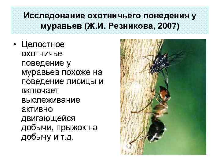 Исследование охотничьего поведения у муравьев (Ж. И. Резникова, 2007) • Целостное охотничье поведение у