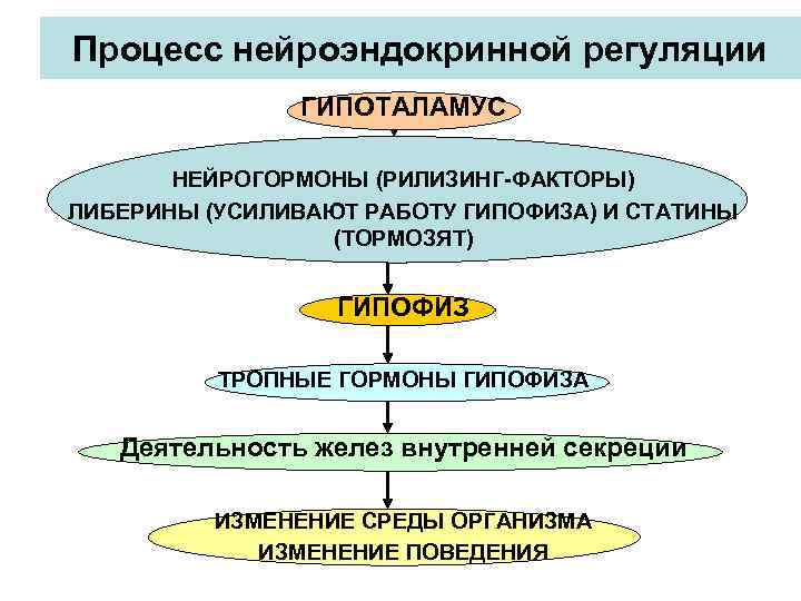 Процесс нейроэндокринной регуляции ГИПОТАЛАМУС НЕЙРОГОРМОНЫ (РИЛИЗИНГ-ФАКТОРЫ) ЛИБЕРИНЫ (УСИЛИВАЮТ РАБОТУ ГИПОФИЗА) И СТАТИНЫ (ТОРМОЗЯТ) ГИПОФИЗ