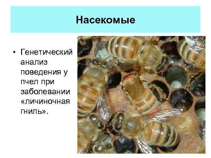 Насекомые • Генетический анализ поведения у пчел при заболевании «личиночная гниль» . 