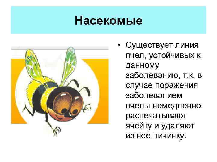 Насекомые • Существует линия пчел, устойчивых к данному заболеванию, т. к. в случае поражения