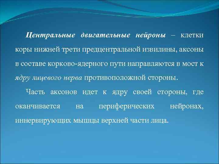 Центральные двигательные нейроны – клетки коры нижней трети предцентральной извилины, аксоны в составе корково-ядерного