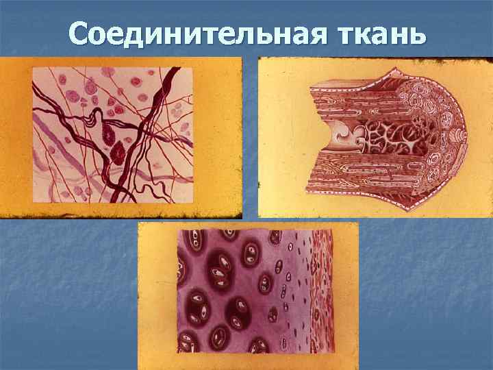 Соединительная ткань 