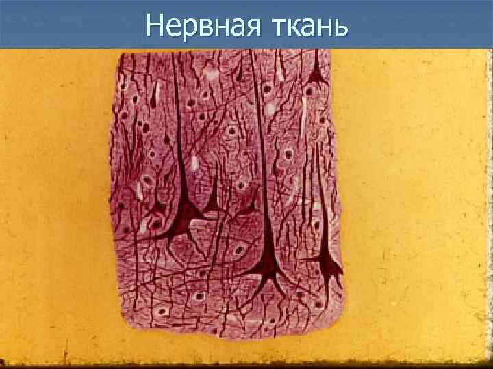 Нервная ткань 
