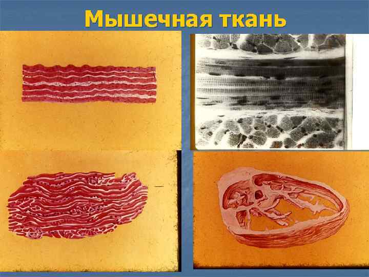 Мышечная ткань 