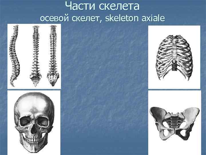 Части скелета осевой скелет, skeleton axiale 