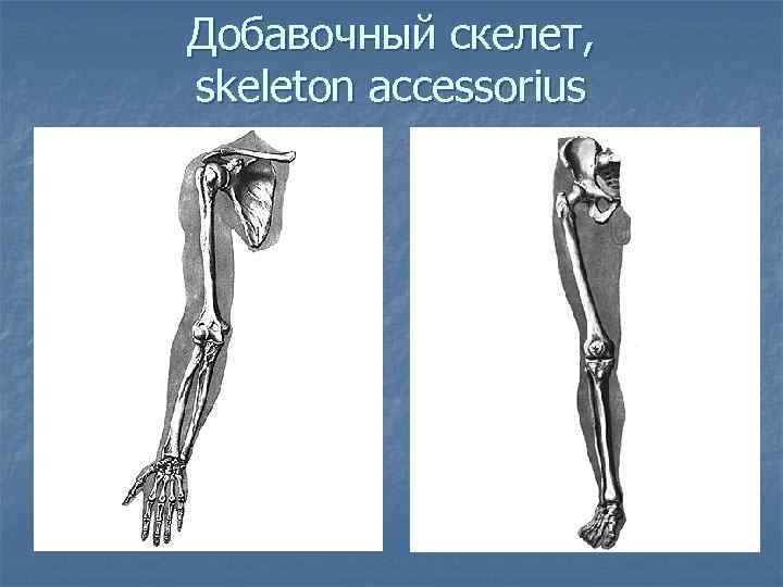 Добавочный скелет, skeleton accessorius 