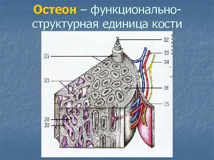 Остеон – функциональноструктурная единица кости 