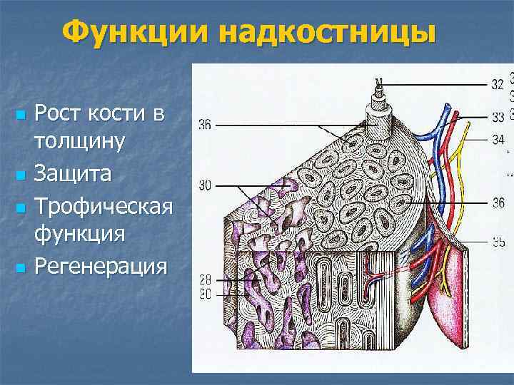 Функции надкостницы n n Рост кости в толщину Защита Трофическая функция Регенерация 