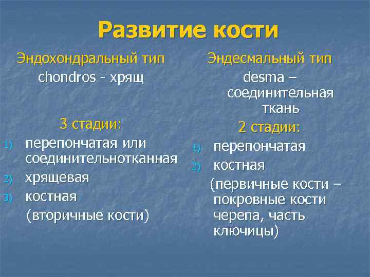 Развитие кости Эндохондральный тип chondros - хрящ 1) 2) 3) 3 стадии: перепончатая или