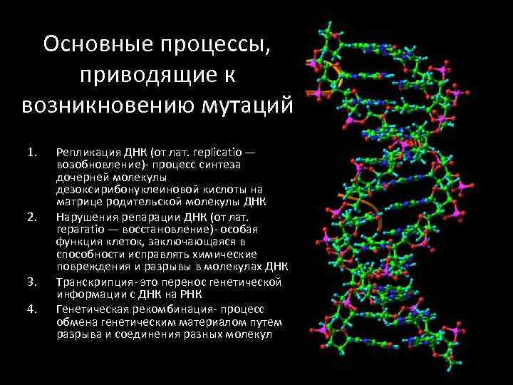 2n 1 как называется данная мутация. Механизм репликации дезоксирибонуклеиновой кислоты. Мутация ДНК. Репликация молекулы ДНК. Генные мутации ДНК.