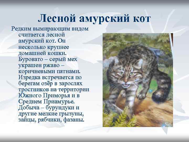   Лесной амурский кот Редким вымирающим видом  считается лесной  амурский кот.