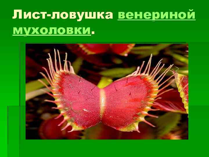 Лист-ловушка венериной мухоловки. 