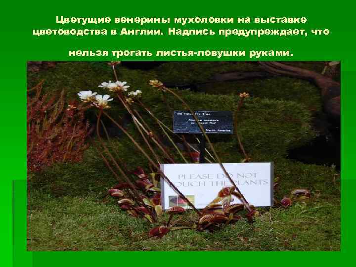 Цветущие венерины мухоловки на выставке цветоводства в Англии. Надпись предупреждает, что нельзя трогать листья-ловушки