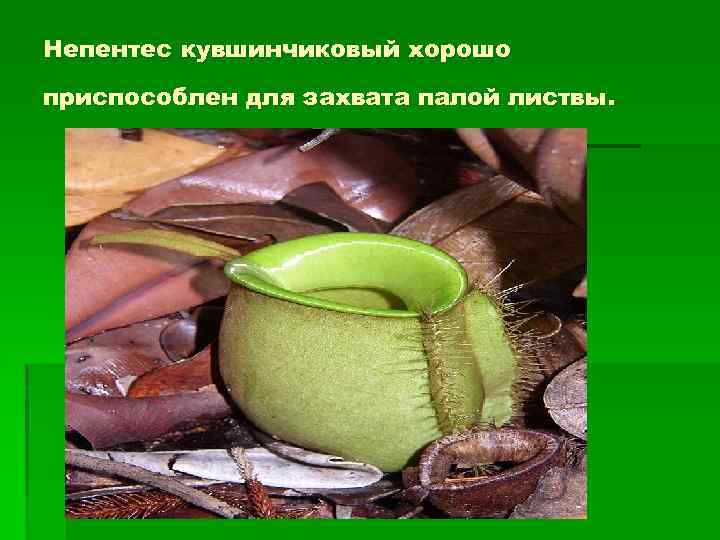 Непентес кувшинчиковый хорошо приспособлен для захвата палой листвы. 