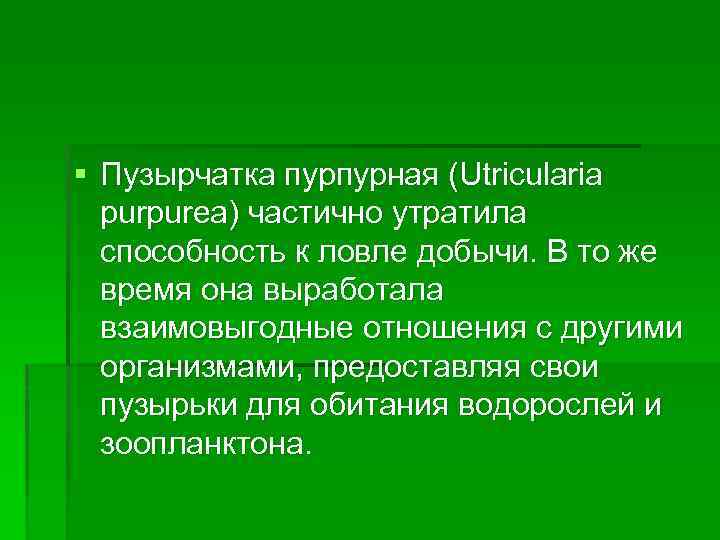 § Пузырчатка пурпурная (Utricularia purpurea) частично утратила способность к ловле добычи. В то же