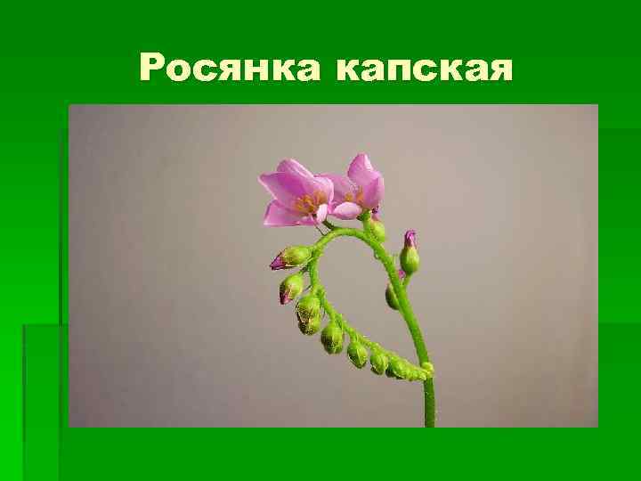 Росянка капская 