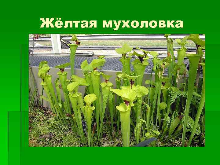 Жёлтая мухоловка 