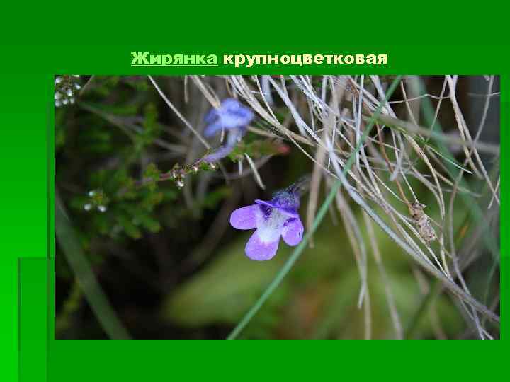 Жирянка крупноцветковая 