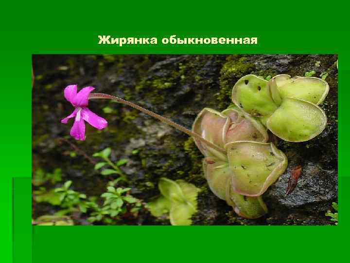 Жирянка обыкновенная 