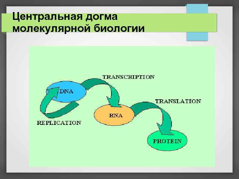 Какая схема соответствует главному постулату или центральной догме молекулярной биологии