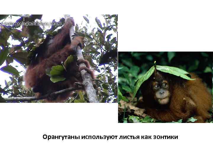 Орангутаны используют листья как зонтики 