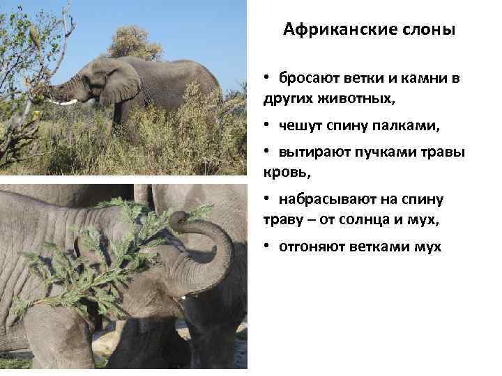 Африканские слоны • бросают ветки и камни в других животных, • чешут спину палками,