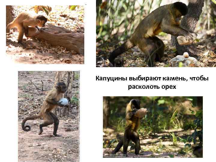 Капуцины выбирают камень, чтобы расколоть орех 
