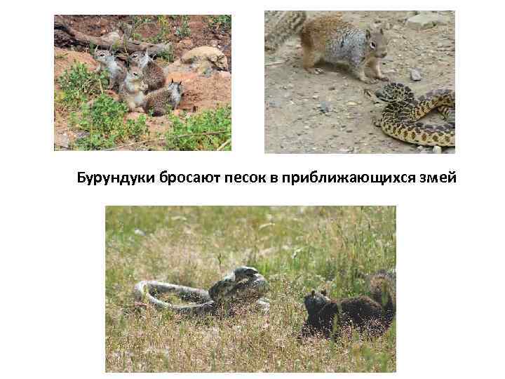 Бурундуки бросают песок в приближающихся змей 