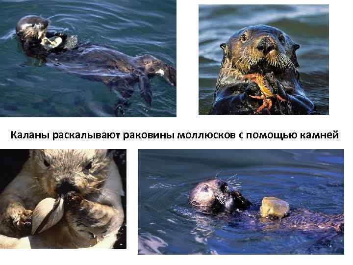 Каланы раскалывают раковины моллюсков с помощью камней 