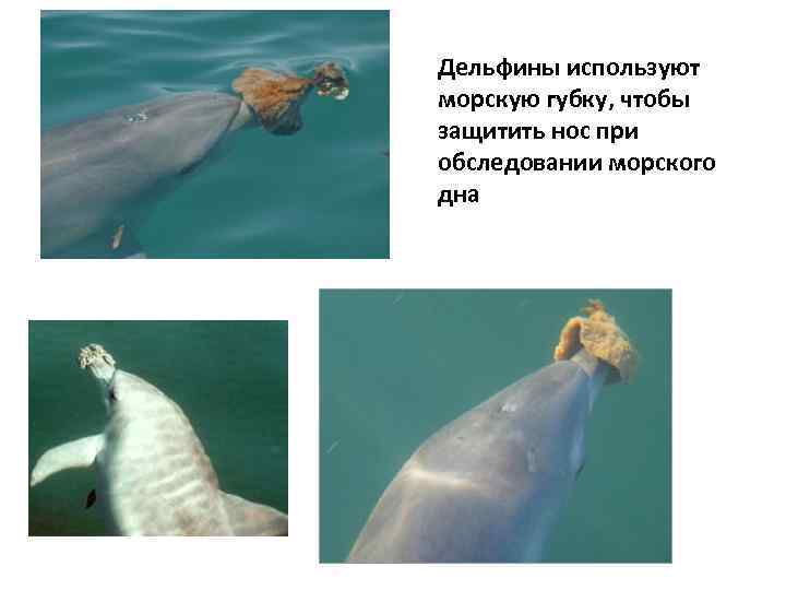 Дельфины используют морскую губку, чтобы защитить нос при обследовании морского дна 