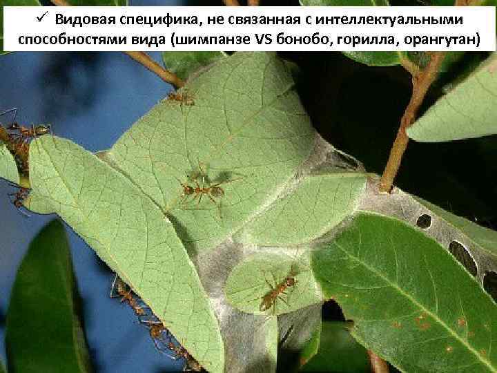 ü Видовая специфика, не связанная с интеллектуальными способностями вида (шимпанзе VS бонобо, горилла, орангутан)