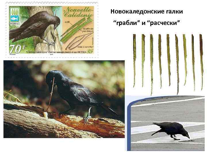Новокаледонские галки “грабли” и “расчески” 