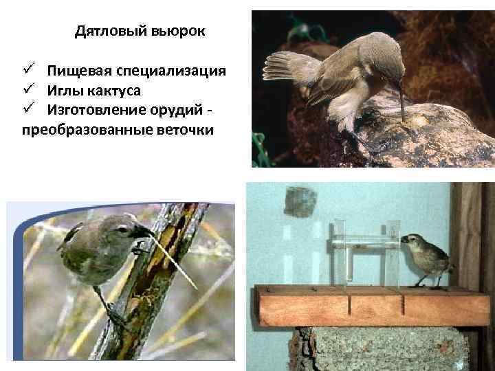 Дятловый вьюрок ü Пищевая специализация ü Иглы кактуса ü Изготовление орудий преобразованные веточки 