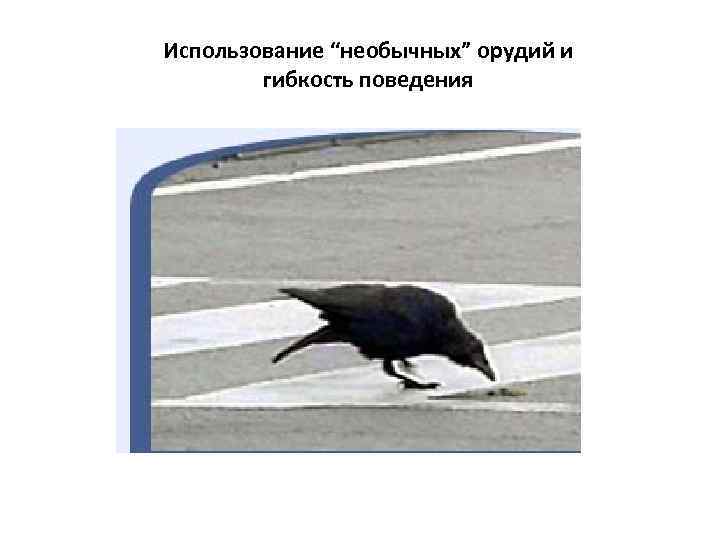 Использование “необычных” орудий и гибкость поведения 