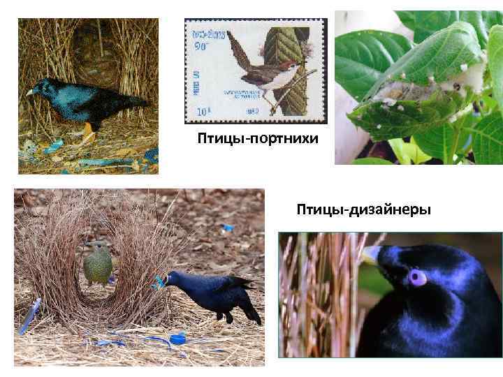 Птицы-портнихи Птицы-дизайнеры 