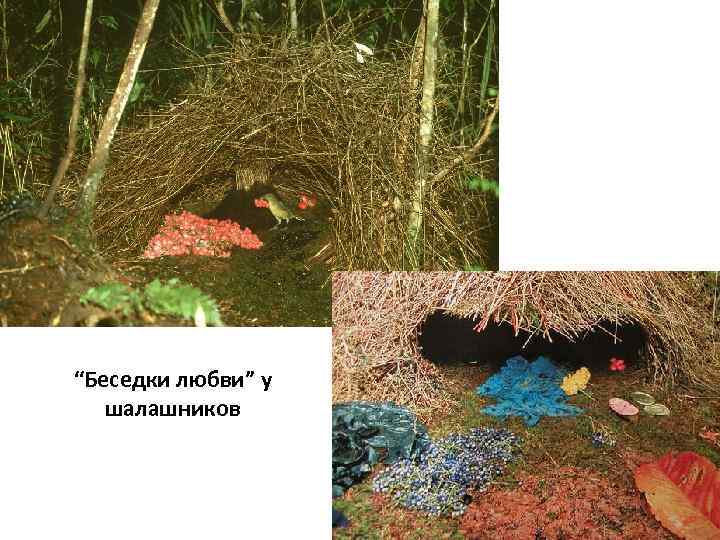 “Беседки любви” у шалашников 