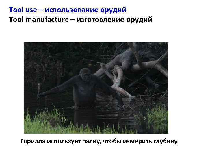 Tool use – использование орудий Tool manufacture – изготовление орудий Горилла использует палку, чтобы