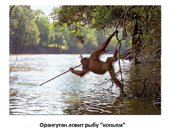 Орангутан ловит рыбу “копьем” 