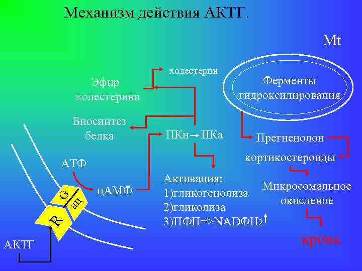Механизм действия АКТГ. Mt Эфир холестерина Биосинтез белка G ац R ПКн ПКа Ферменты