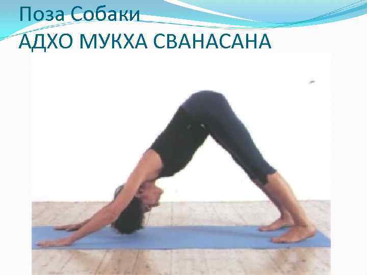 Поза Собаки АДХО МУКХА СВАНАСАНА 