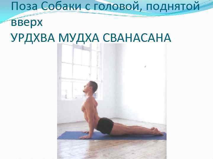 Поза Собаки с головой, поднятой вверх УРДХВА МУДХА СВАНАСАНА 
