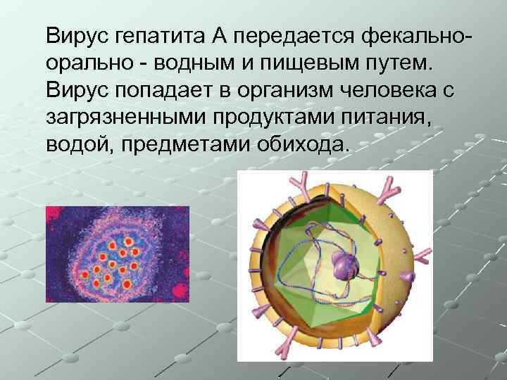 Вирус гепатита А передается фекальноорально - водным и пищевым путем. Вирус попадает в организм