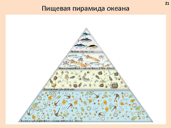 Пищевая пирамида океана 21 