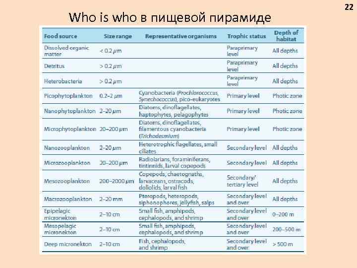 Who is who в пищевой пирамиде 22 