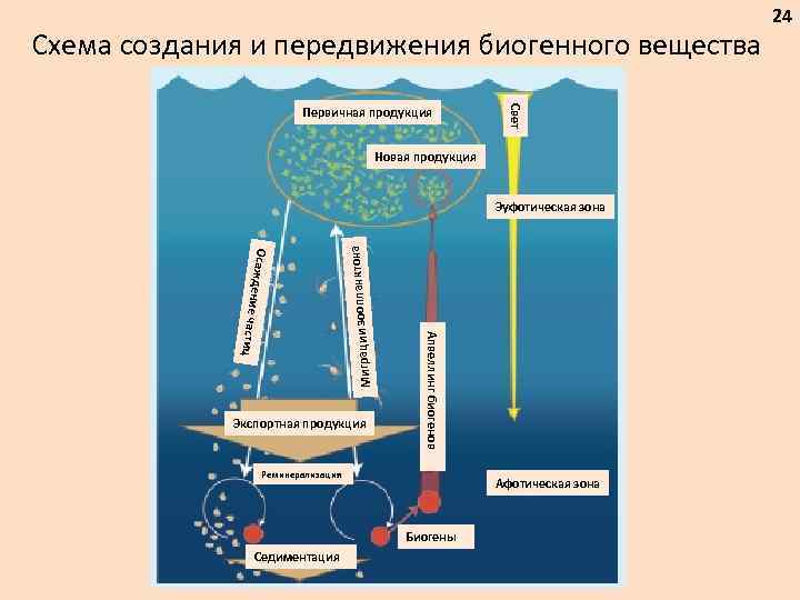 Схема создания и передвижения биогенного вещества Свет Первичная продукция Новая продукция Миграции зооп Экспортная