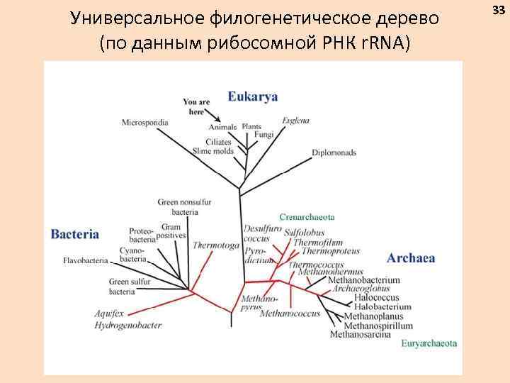 Универсальное филогенетическое дерево (по данным рибосомной РНК r. RNA) 33 