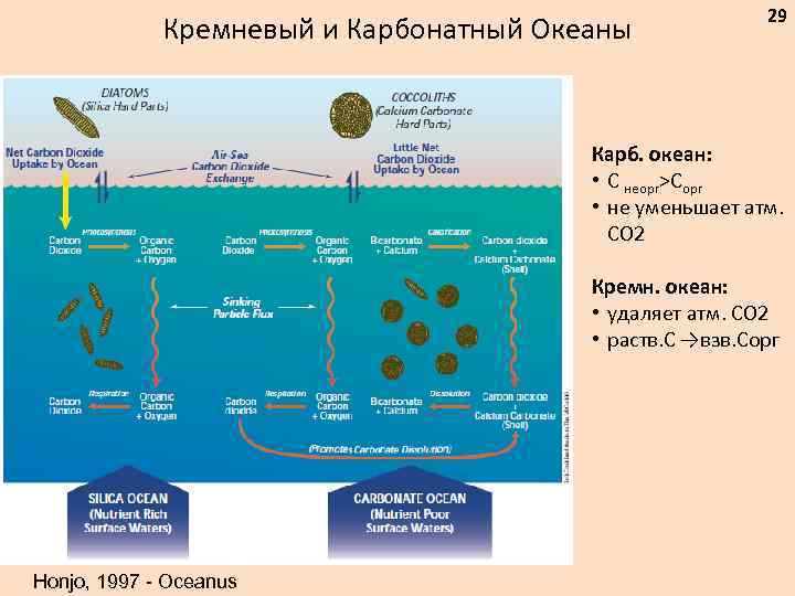 Кремневый и Карбонатный Океаны 29 Карб. океан: • С неорг>Сорг • не уменьшает атм.