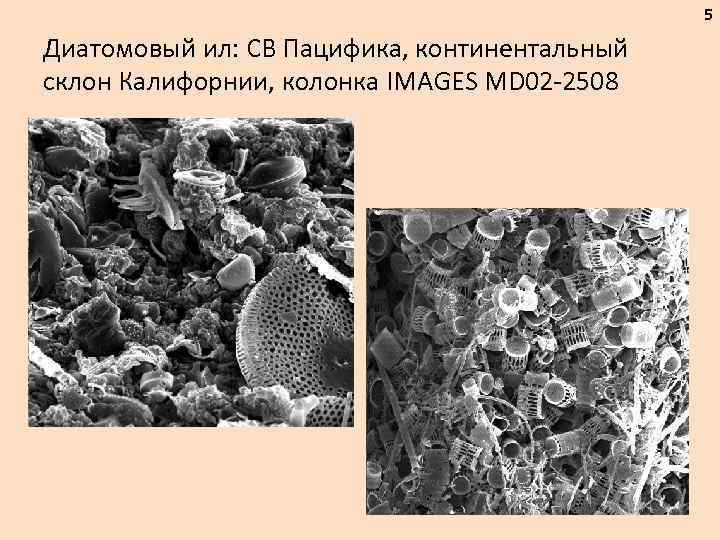 5 Диатомовый ил: СВ Пацифика, континентальный склон Калифорнии, колонка IMAGES MD 02 -2508 