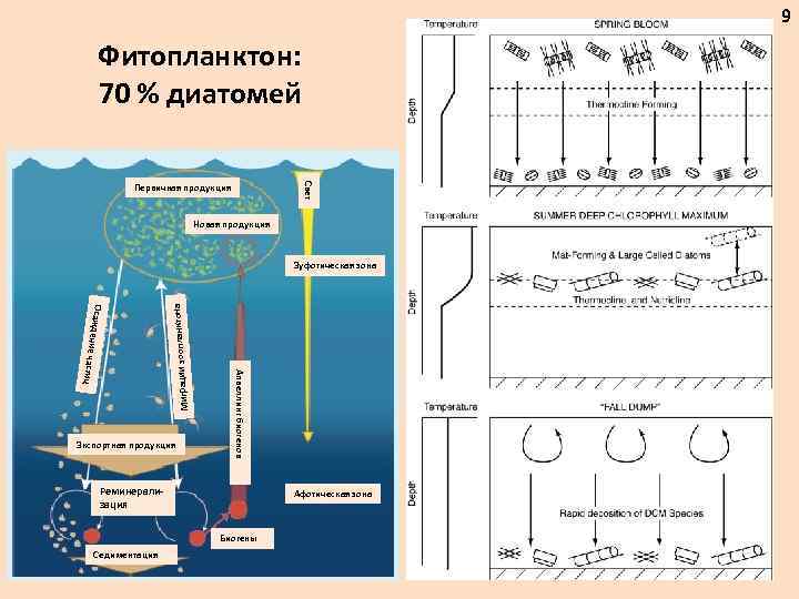 9 Фитопланктон: 70 % диатомей Свет Первичная продукция Новая продукция Миграции зооп ц Экспортная