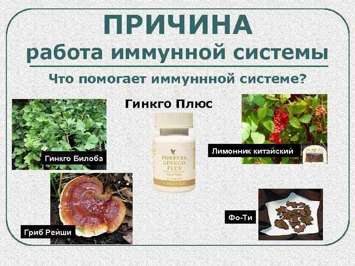 ПРИЧИНА работа иммунной системы Что помогает иммуннной системе? Гинкго Плюс Гинкго Билоба Лимонник китайский